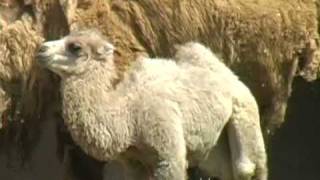 Camel calf at Saint Louis Zoo [upl. by Justin]