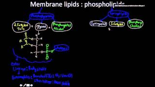 Membrane lipids Phosphoglycerides and sphingomyelin [upl. by Gerstner590]