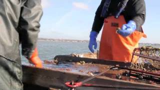 Opening day of scallop season [upl. by Nonad]