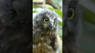 Morepork Ninox novaeseelandiae birds birdwatching owl owlphotography [upl. by Sirtimed]