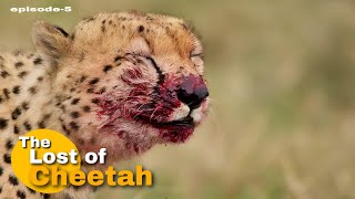 The Lost of Cheetah quotepisode5quot । Cheetah reintroduction in india । Hindi documentary । [upl. by Alihet]