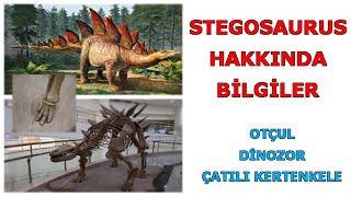 Otçul Dinozor Stegosaurus Nedir [upl. by Renato]