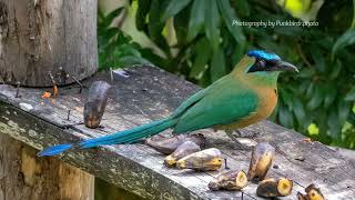 Lessons Motmot Momotus lessonii [upl. by Loftus]