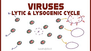 Lytic and Lysogenic Cycles of Virus Replication [upl. by Abshier]