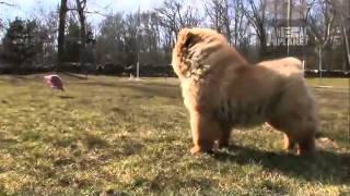 Dogs 101 Chow Chow [upl. by Pazice]