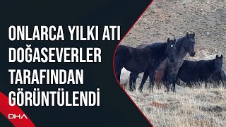 Onlarca yılkı atı doğaseverler tarafından görüntülendi [upl. by Haroppiz]