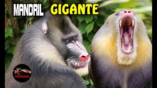 El Mandril mas grande del mundo Babuino vs Mandril [upl. by Kirst942]