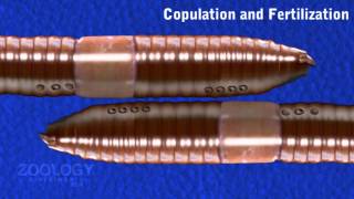 Earthworm copulation and fertilization [upl. by Eintirb58]