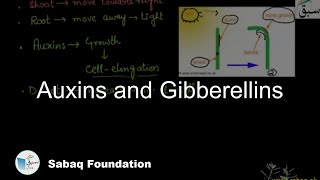 Auxins and Gibberellins Biology Lecture  Sabaqpk [upl. by Eilojne]