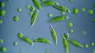 Euglena viridis  BF DIC microscope 400x [upl. by Assilym637]