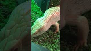 Albino Blue Tongue Lizard  Canberra Reptile Zoo [upl. by Nesnar]