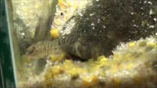 Convict cichlid growth  Full HD [upl. by Halfon166]