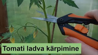 Millal ja kuidas tomati latv ära murda [upl. by Eatnoed]