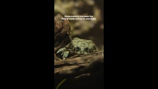 Happy Leap Day from our Titicaca water frog aka scrotum frog 🐸 [upl. by Dagley]