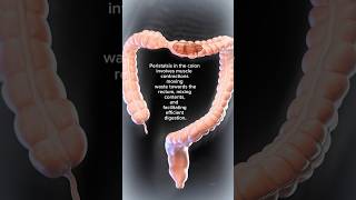 Colon Peristalsis How Muscle Contractions Aid Digestion Shorts Videos 2024 colonpolyps health [upl. by Thebazile]