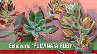 Echeveria Pulvinata Ruby  Suculentas de Coleccion [upl. by Okkin]