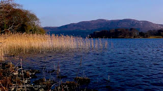 Relaxing Lake Waves Nature Sounds Ambience  Lake Water Lapping Sound amp Birds Singing for Sleeping [upl. by Matejka]