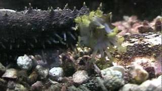 sea cucumber [upl. by Jr]