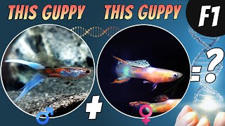 Cross Breeding Guppy Strains  How to Create Your Own Guppy Strain [upl. by Jerald]