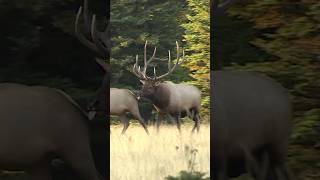 Rutting Elk … Whos Ready shorts elk idaho [upl. by Ahselef]