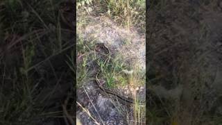 Texas Patchnose Snake Eating Whiptail Lizard [upl. by Nywg]