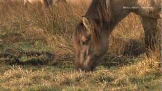 Das erste Konik Fohlen  HD [upl. by Lepine]