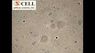 Rat Cardiomyocytes RCm [upl. by Fulks852]