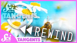 Rewind Ep 16  Bees  SciShow Tangents Podcast [upl. by Jenness]