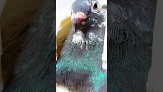 pigeon capsule feeding💊💊 🕊️❤️ shorts kabootar birds pigeon viralvideo trend [upl. by Ethelstan]