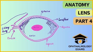 Ocular anatomy part 4  Anatomy of the Lens [upl. by Ardnaik315]