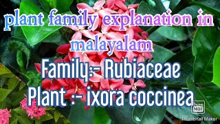 FAMILY RUBIACEAE family explanation in Malayalam using plants [upl. by Assenar391]