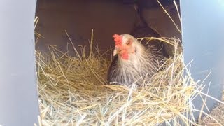 Chicken Nest Box How to Make Your Own [upl. by Erdried666]