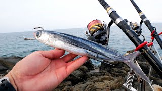 離島で大物を求めて断崖の岩場へ。獲れたての新鮮トビウオをぶっ込むと…【屋久島編 2】 [upl. by Elamrej]