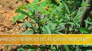 Variedades y Beneficios de las Plantas Medicinales  TvAgro por Juan Gonzalo Angel Restrepo [upl. by Giulia]