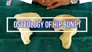 Osteology of Hip bone I Side side determination  Anatomical Position  Attachments  Applied [upl. by Eniamurt483]