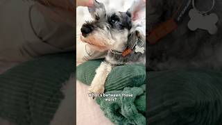 What’s between my dog’s ears minischnauzer [upl. by Lamoureux]