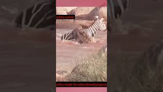 Crocodile attacking zebra 😢😢wait for endcrocodile zebra crocodiles shorts ytshort ytviral [upl. by Ermina]