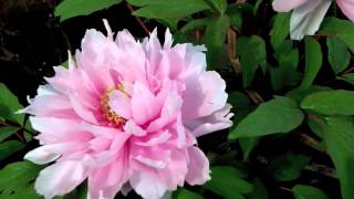 Japanese Tree Peonies in Winter Hakozaki Shrine Flower Garden [upl. by Lorinda908]