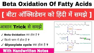 Beta Oxidation Of Fatty Acids in Hindi  Glyoxylate cycle  Beta Oxidation Biochemistry Notes [upl. by Asek]