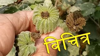 Junglee Medicine Atibala  Best for Weak Immune System strength Vigo Vitality  अतिबला क्या है [upl. by Broeker]