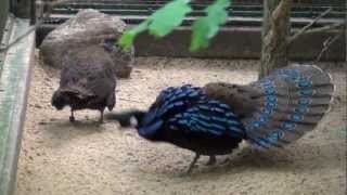 Displaying Palawan Peacock Pheasant [upl. by Henning]