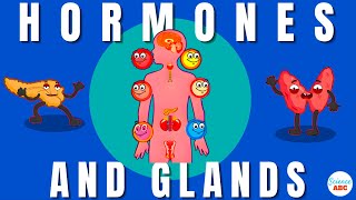 Endocrine System Glands and Hormones [upl. by Wyndham]