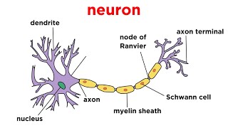 Types of Tissue Part 4 Nervous Tissue [upl. by Leina]