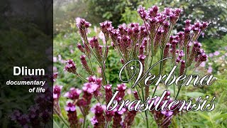 Brazilian vervain Verbena brasiliensis  part 3 [upl. by Shaikh]