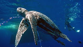 Pacific Leatherback Sea Turtles [upl. by Oretos]