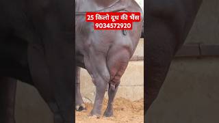 25 किलो दूध की भैंस with Female Murrah Calf at Fouji Dairy Farm 9034572920 [upl. by Aman258]