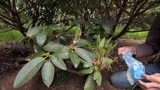 Rhododendron layering  Burncoose Nurseries [upl. by Ahasuerus]