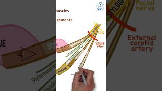 Styloid process  NEET PG  INICET  MBBS ANATOMY LECTURES [upl. by Trish]