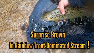 Fly fishing For Trout In My Favorite Stocked Creek  Rainbow Trout Plus Surprise Brown [upl. by Rozella]