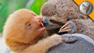 Sloth vs Sloth [upl. by Oicaroh494]